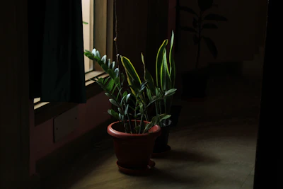 Natural light casting soft shadows on a small indoor plant beside a mortgage paperwork.