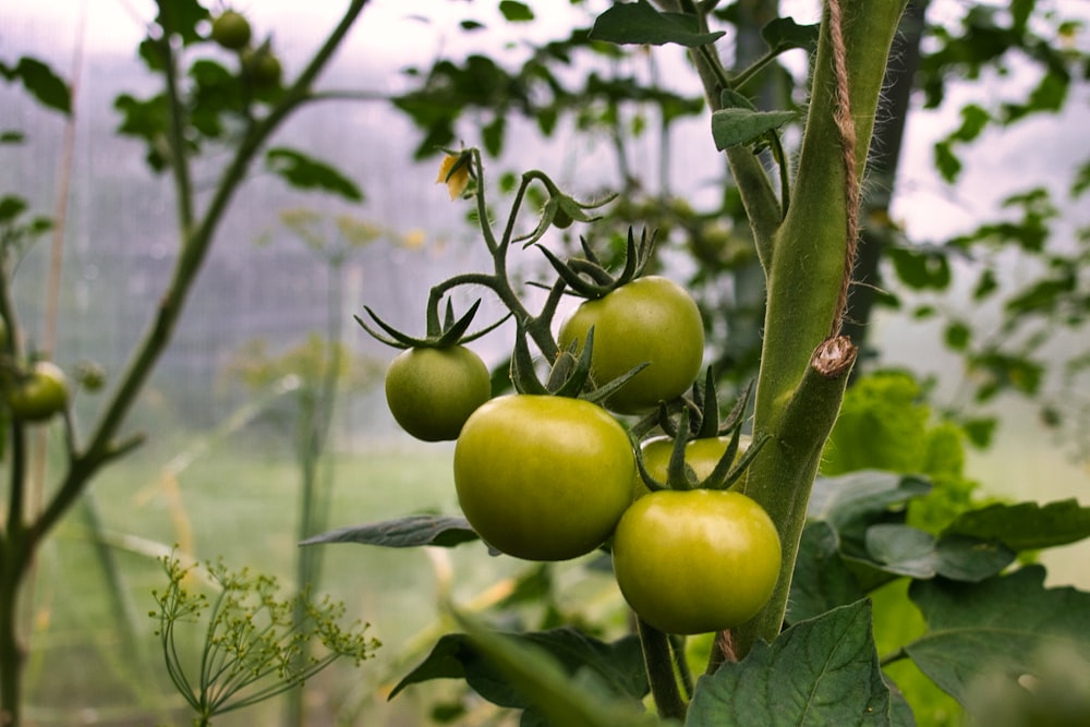 a bunch of green tomatoes growing on a plant