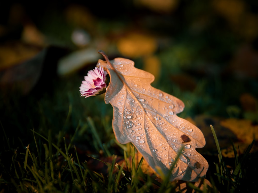 a leaf with water droplets on it sitting in the grass