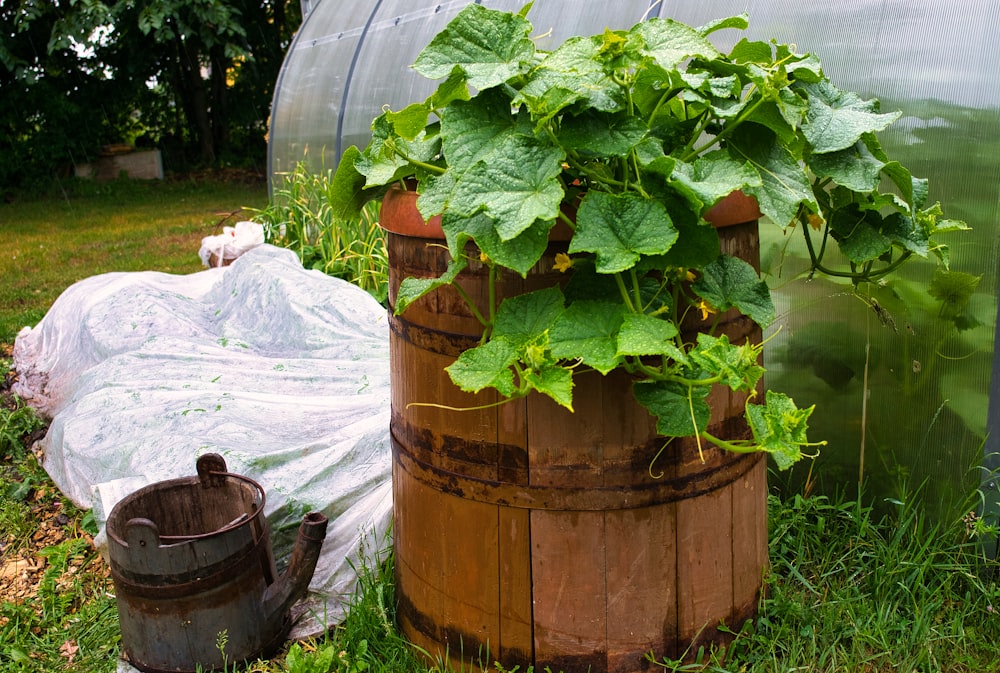 a wooden barrel with a plant growing out of it