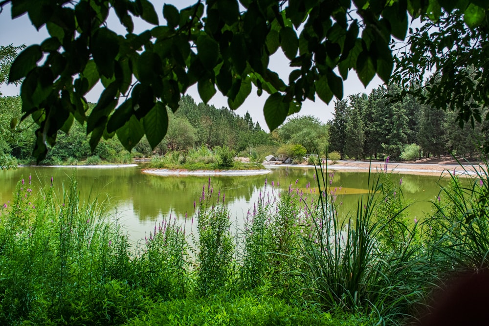 a body of water surrounded by trees and grass