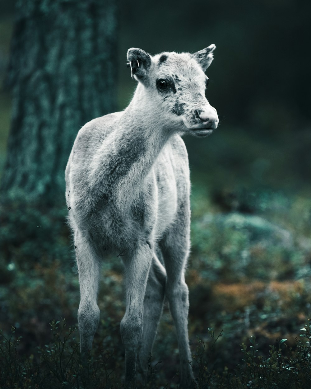 a baby goat standing in the grass next to a tree