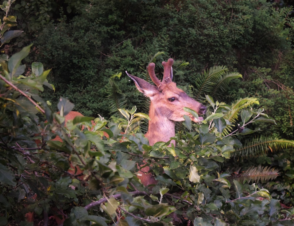 a deer peeking out from behind a bush