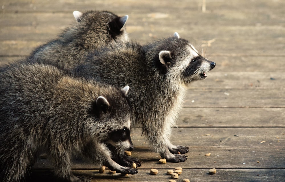 a couple of raccoons standing on top of a wooden floor