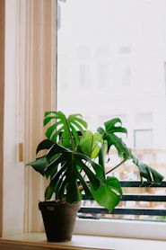 A vibrant pink pot holding a lush green monstera plant, sitting on a sunny windowsill.