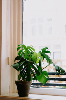 A vibrant pink pot holding a lush green monstera plant, sitting on a sunny windowsill.