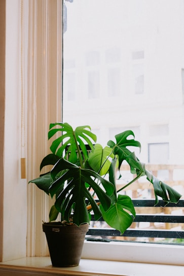 A bright, lush monstera plant in a stylish ceramic pot on a sunny windowsill