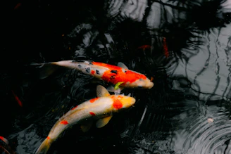 Golden koi fish swimming in clear water, symbolizing smooth life flow, good fortune and aligned ener