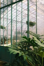 A lush green plant with large leaves is situated inside a greenhouse. The structure has glass walls and a metal framework, allowing natural light to filter through. In the background, hanging baskets with more greenery add to the vibrant atmosphere.