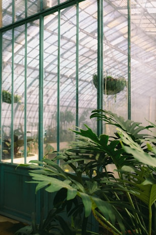 A lush green plant with large leaves is situated inside a greenhouse. The structure has glass walls and a metal framework, allowing natural light to filter through. In the background, hanging baskets with more greenery add to the vibrant atmosphere.