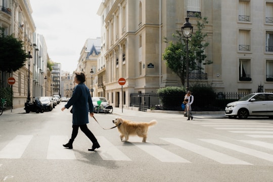 A person walks a golden retriever across a zebra crossing in a city street. The surroundings are classical urban architecture with multi-story buildings, street lamps, and parked cars. In the background, another person with a child stands adjacent to a white car.