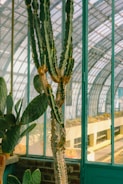 Tall cacti are positioned near vibrant teal-framed windows inside a greenhouse. Sunlight streams in, highlighting the green and brown tones of the cacti against the glass structure.