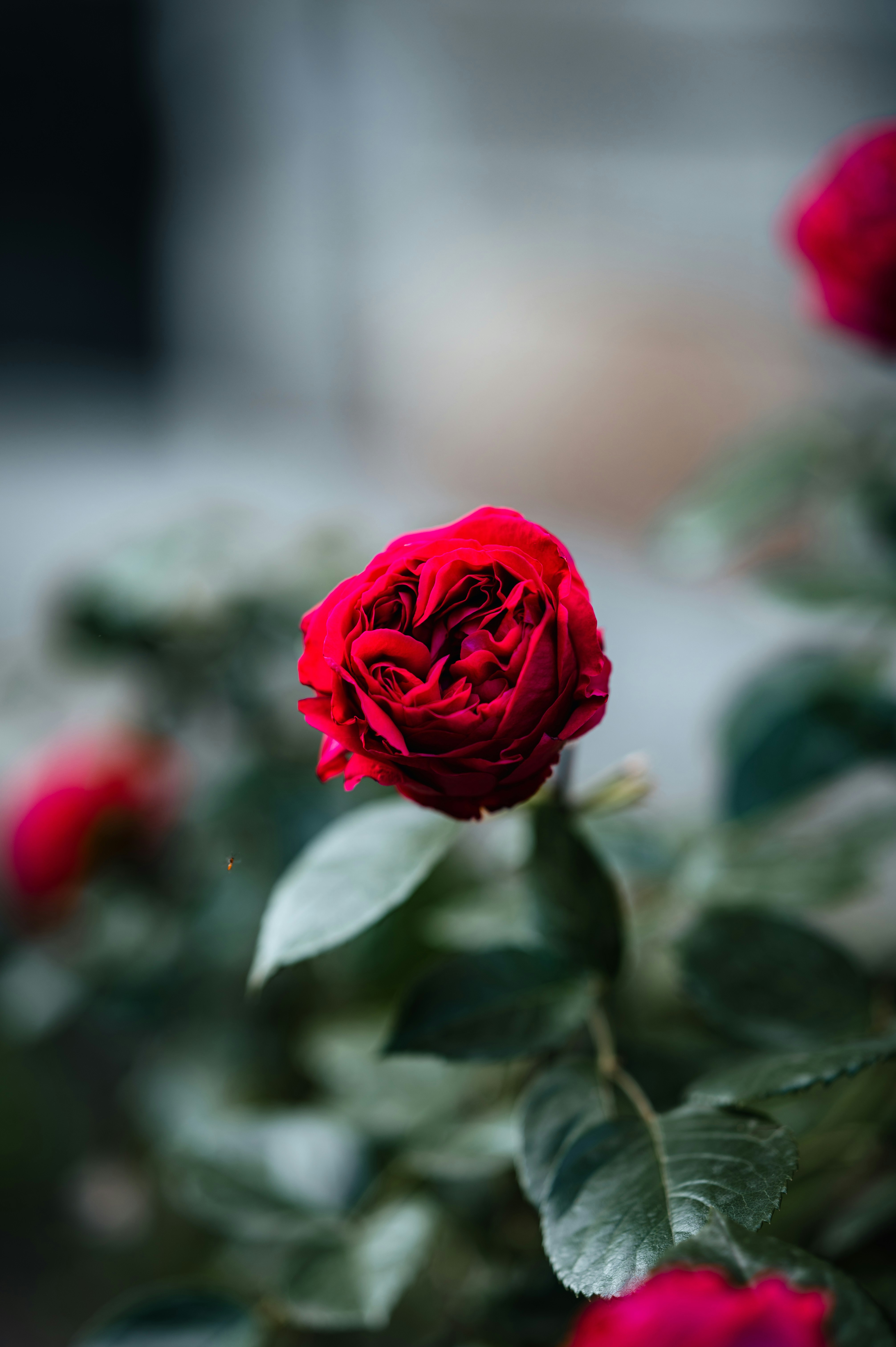 Photo by istvanszitas