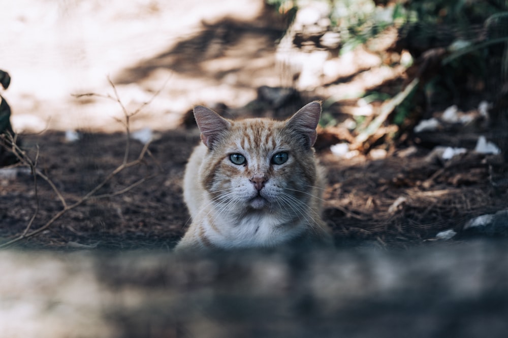 a cat sitting on the ground looking at the camera