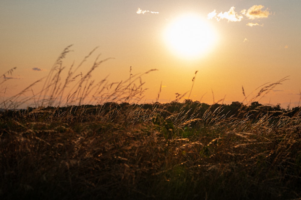 the sun is setting over a field of tall grass