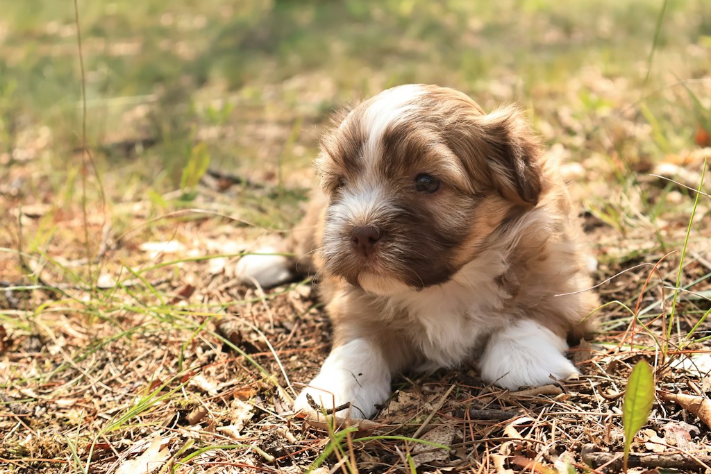 Bernese Mountain Dog Puppies