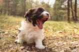 A close-up of a fluffy golden retriever puppy yawning in a sunlit garden.
