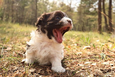 A close-up of a fluffy golden retriever puppy yawning in a sunlit garden.