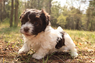 a small brown and white dog sitting in the grass