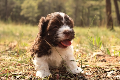 A fluffy puppy playing in a sunny garden.