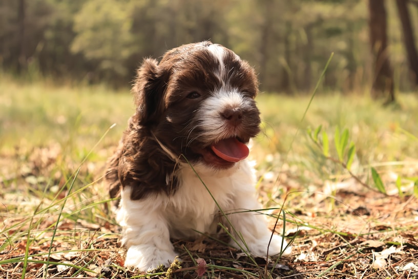 A heartwarming image of a playful puppy in a sunny park.