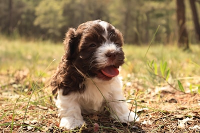 A fluffy Great Pyrenees puppy sitting in a sunny mountain meadow.