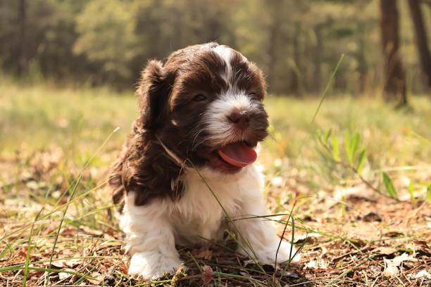 A playful puppy enjoying a bowl of fresh, natural dog food in a sunlit garden.