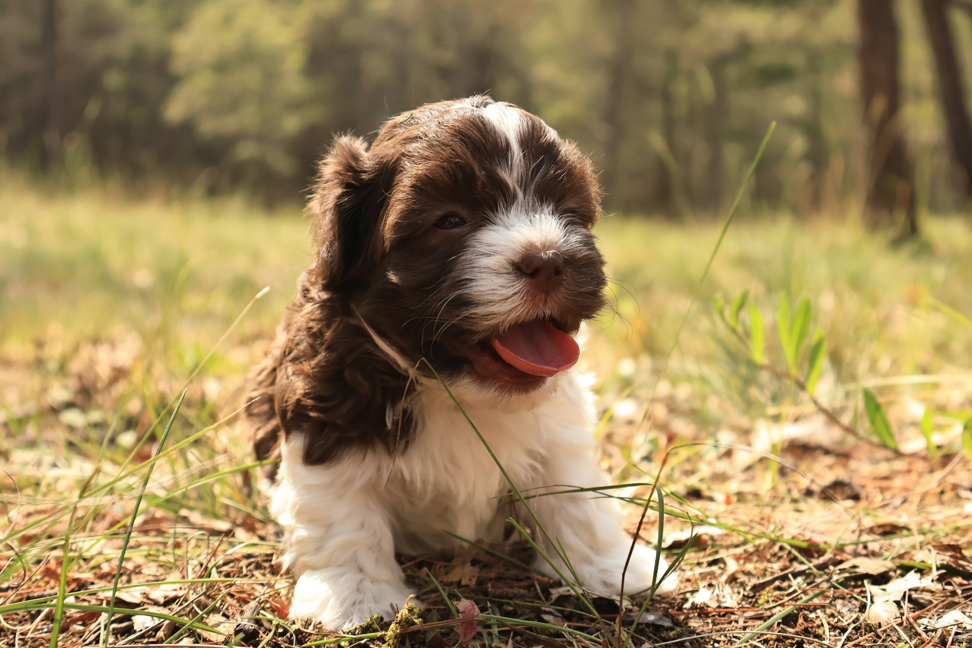 A playful Biewer Terrier puppy sitting on a grassy field, showcasing its vibrant coat and cheerful demeanor.