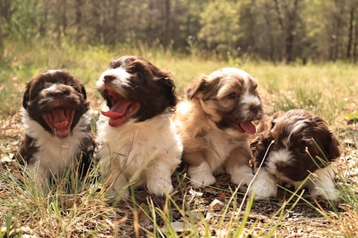 a group of puppies sitting in the grass