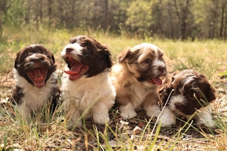 a group of puppies sitting in the grass