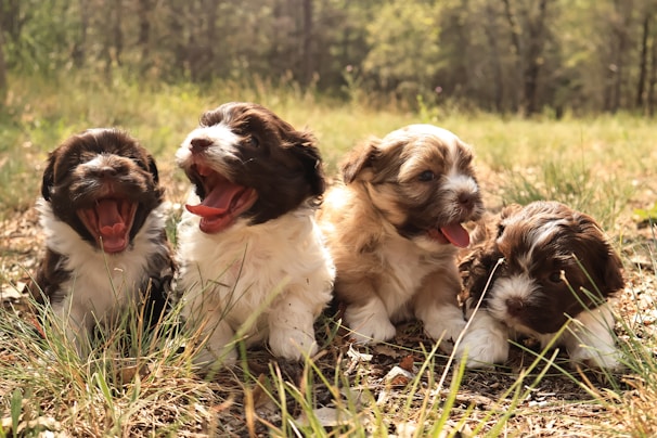 a group of puppies sitting in the grass