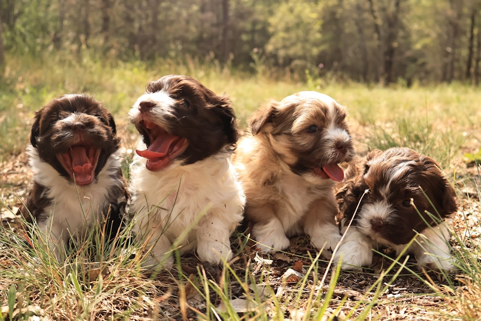a group of puppies sitting in the grass