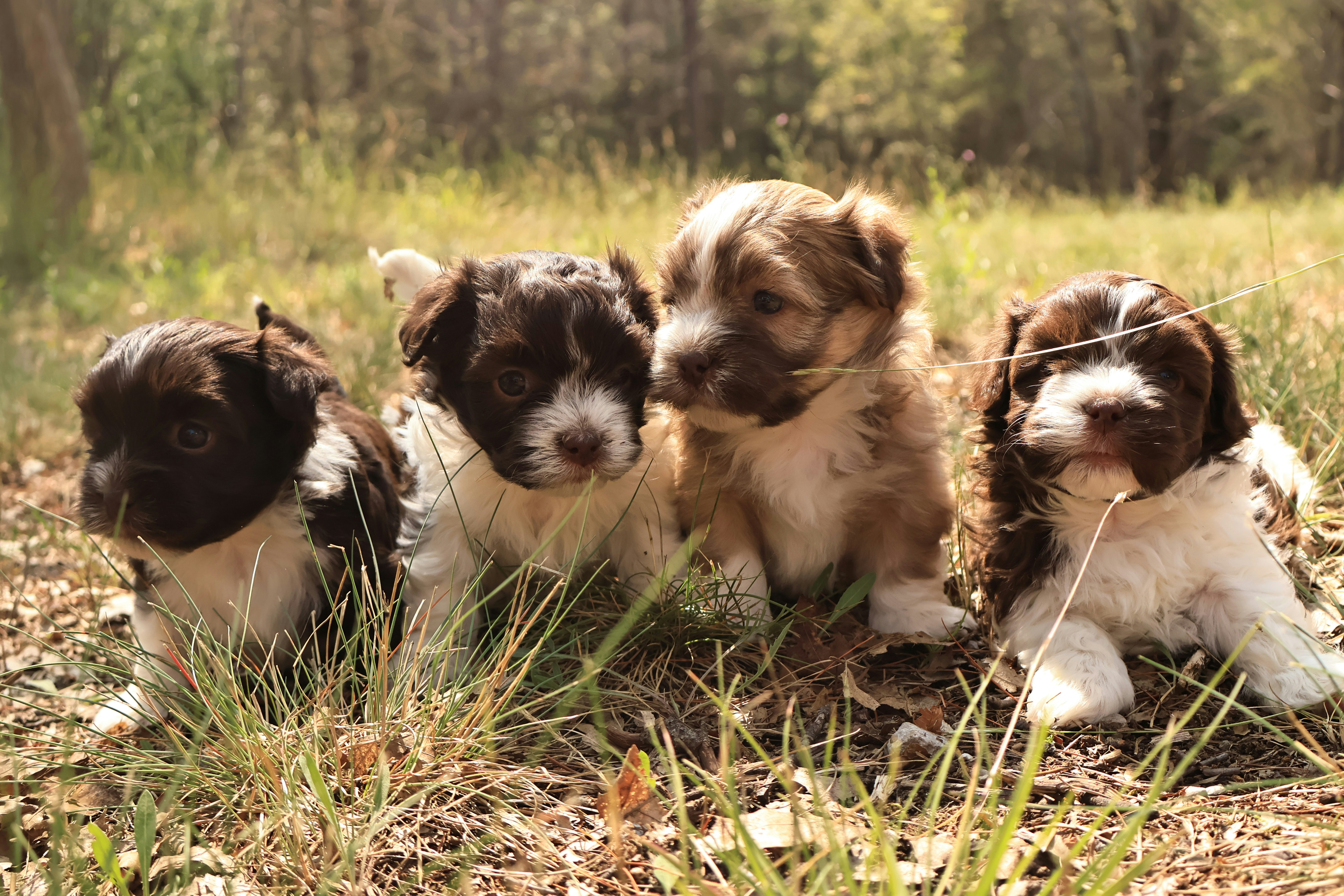 What to Expect on Puppy Delivery Day from Bluegrass Puppies in Nashville, Atlanta, and Nationwide