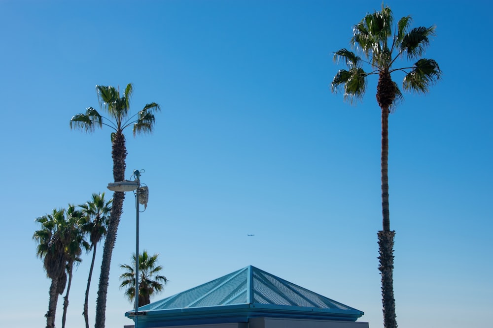 a building with a blue roof surrounded by palm trees