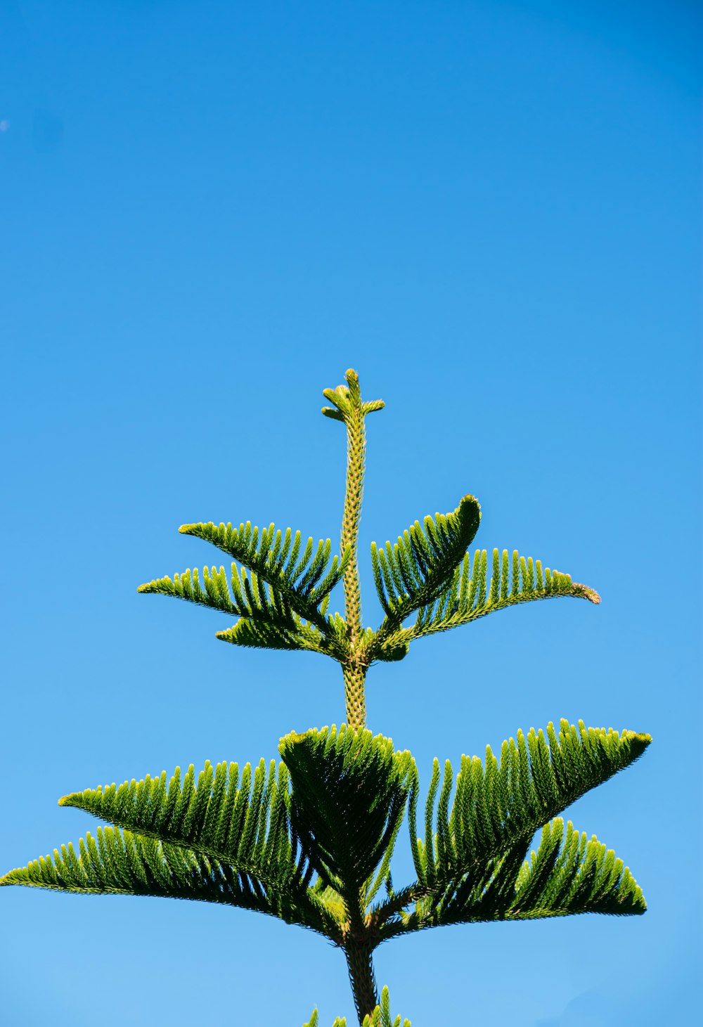 a green plant with a cross on top of it