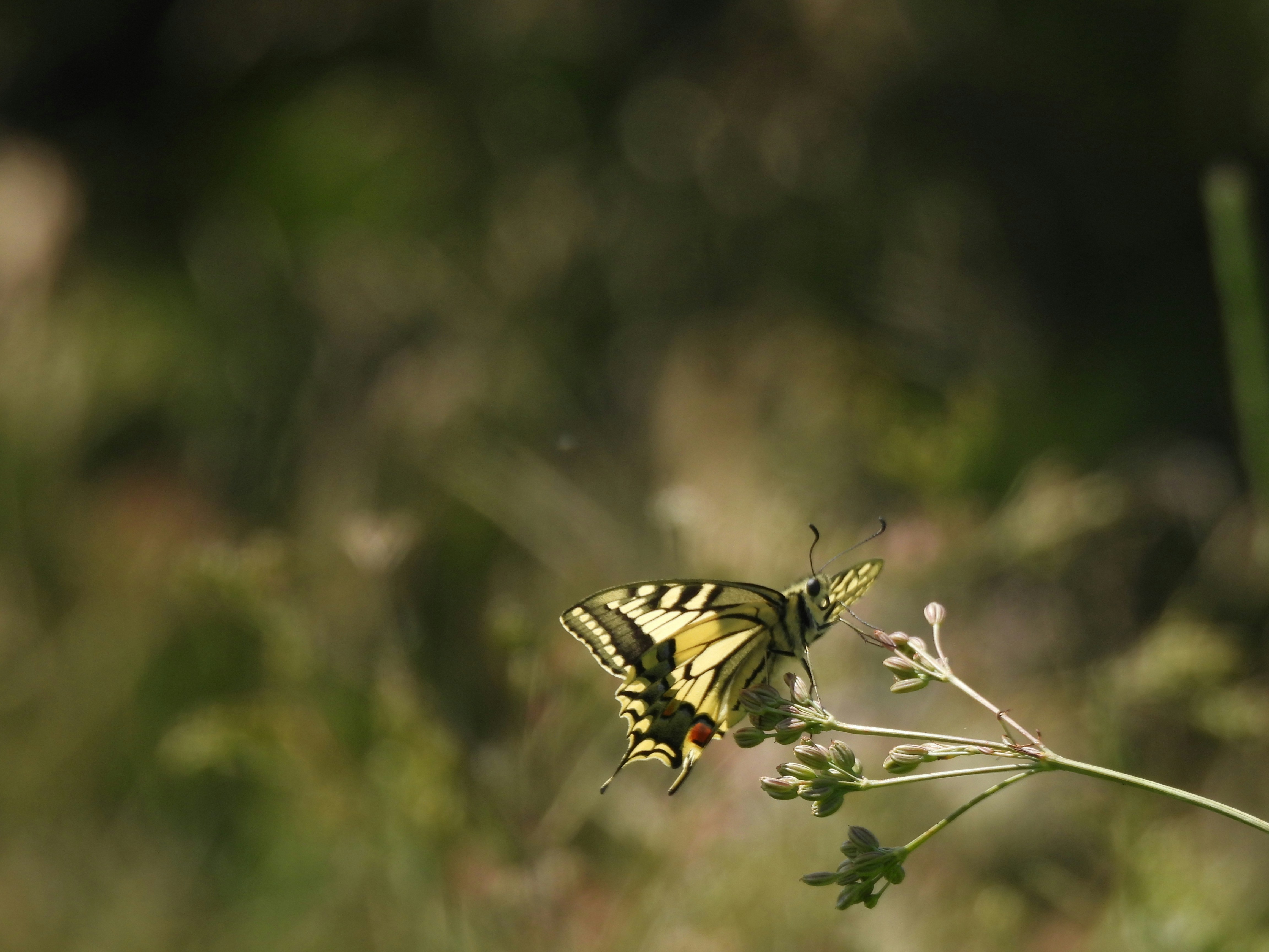 Photo by babochka2024
