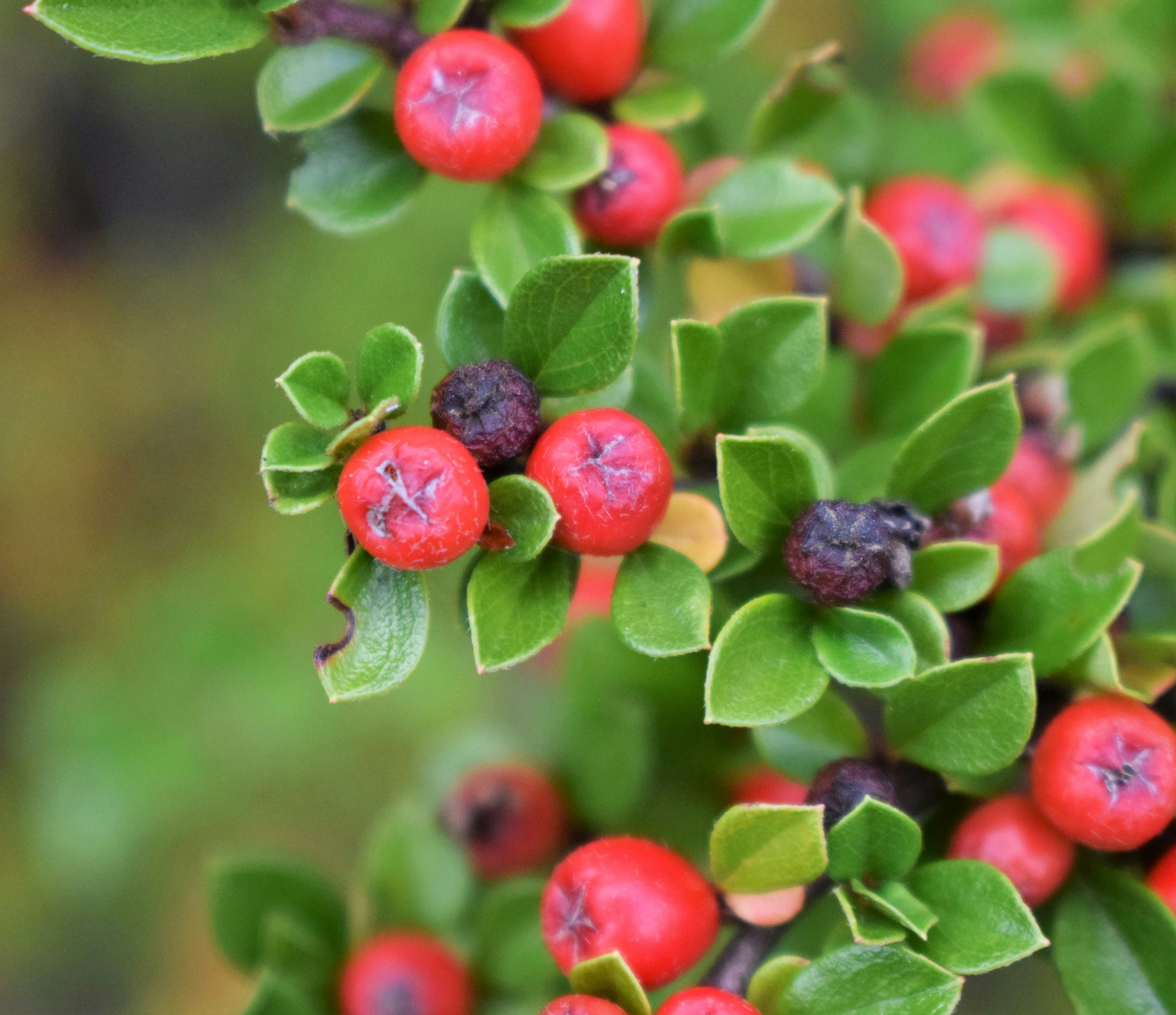 Huckleberry's