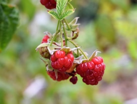A cluster of ripe red raspberries hangs from a green stem, surrounded by soft-focus greenery in the background. The raspberries are vibrant and fresh, suggesting a natural outdoor setting.