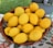 Basket filled with vibrant Calabrian lemons and oranges on a rustic wooden table.