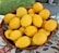 Basket filled with vibrant Calabrian lemons and oranges on a rustic wooden table.