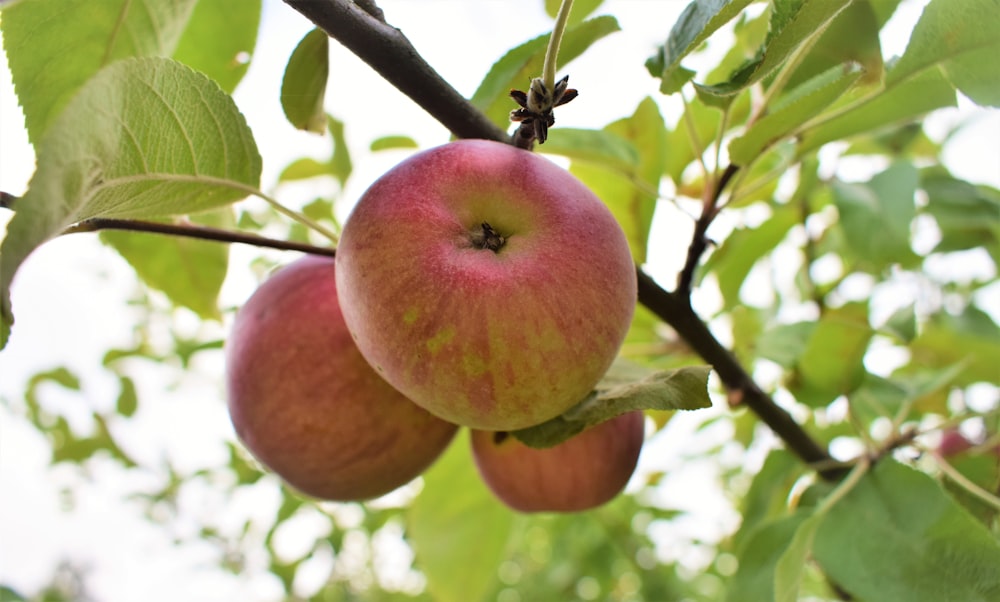 a couple of apples hanging from a tree