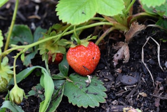 A ripe red strawberry surrounded by green leaves and young fruits in a garden setting. The ground is covered with dark soil and small pieces of mulch. The leaves have a fresh and healthy appearance, though some show signs of dryness and decay.