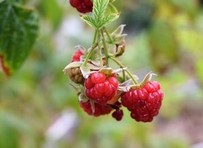 A cluster of ripe red raspberries hangs from a thin green branch, with leaves partially visible. The background is a soft blur of green foliage.