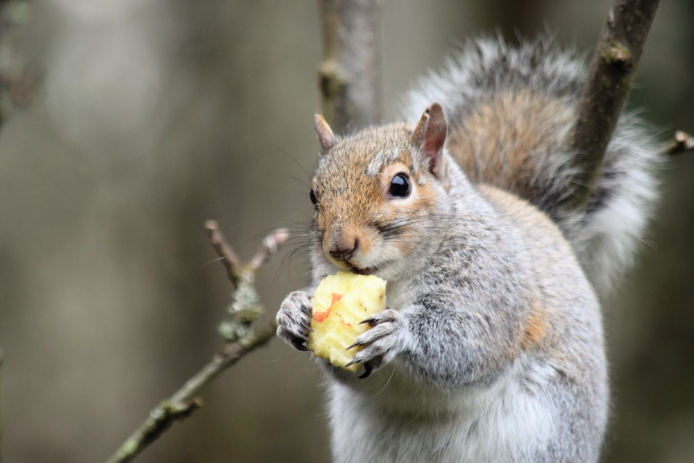 a squirrel eating a piece of fruit on a tree