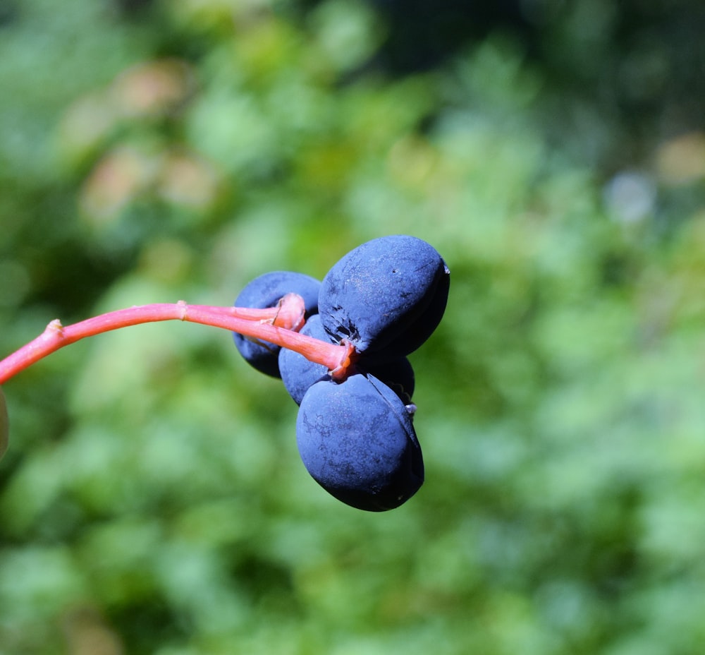 a close up of a bunch of blueberries on a branch
