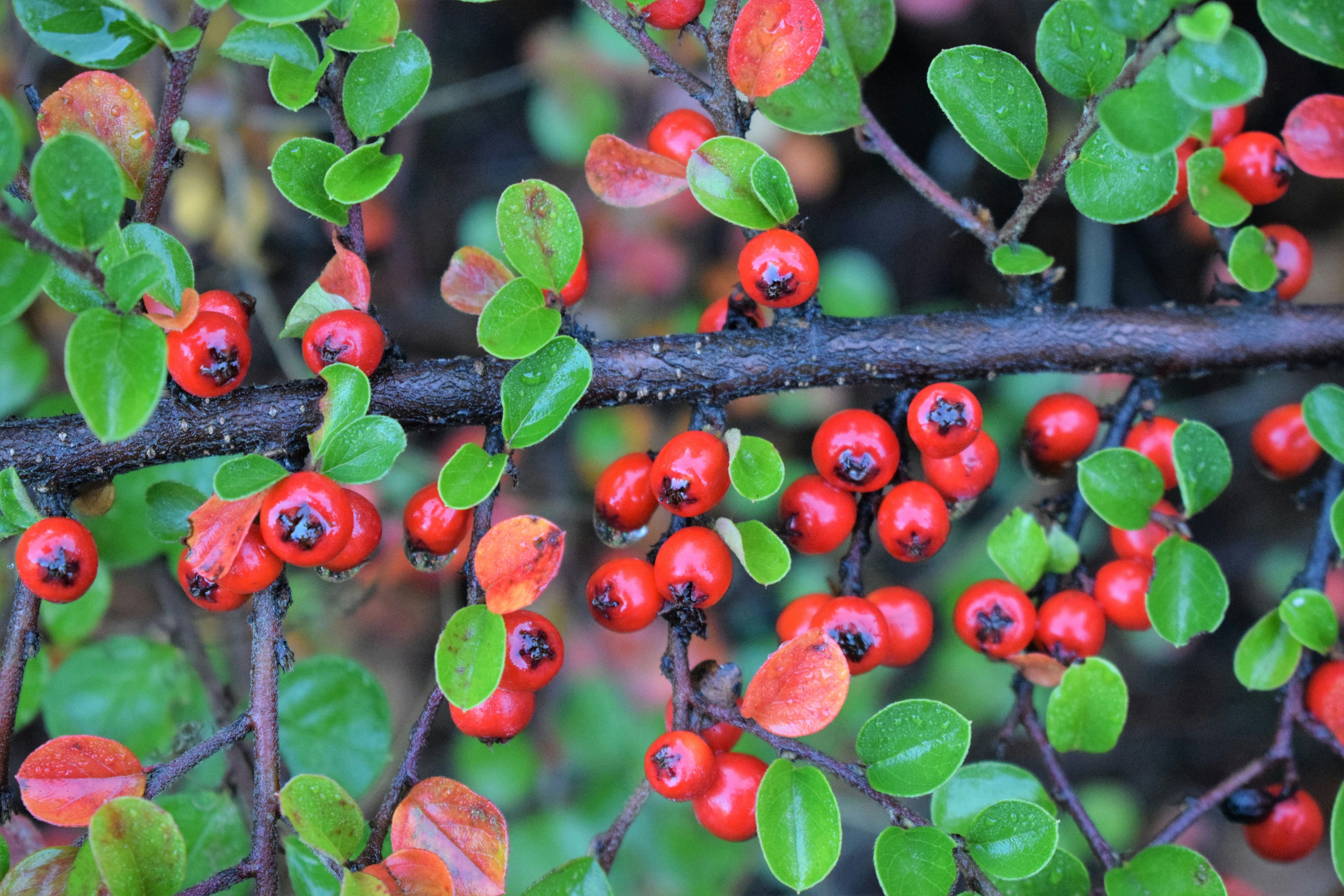 Top Anti-Inflammatory Foods You Should Eat Weekly