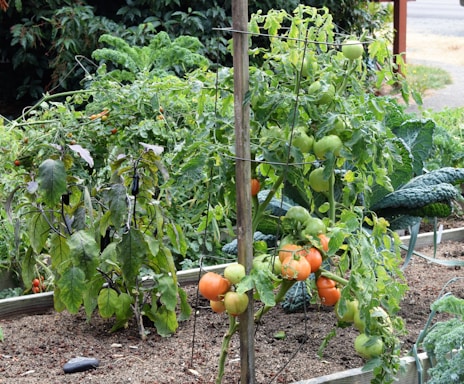 A lush vegetable garden featuring several plants supported by wire cages. The garden bed is filled with mature green and ripening orange tomatoes, leafy greens, and purple eggplants. The soil is rich and well-tended, surrounded by greenery.
