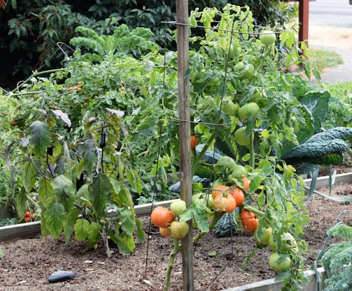 A lush vegetable garden featuring several plants supported by wire cages. The garden bed is filled with mature green and ripening orange tomatoes, leafy greens, and purple eggplants. The soil is rich and well-tended, surrounded by greenery.