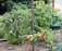 A lush vegetable garden featuring several plants supported by wire cages. The garden bed is filled with mature green and ripening orange tomatoes, leafy greens, and purple eggplants. The soil is rich and well-tended, surrounded by greenery.