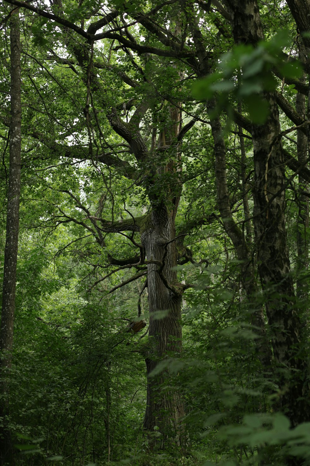 a large tree in the middle of a forest